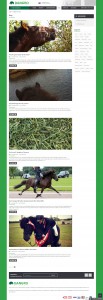 Wordpress blog til Dangro
